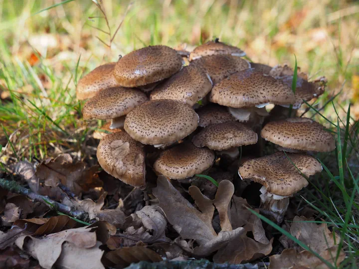 Vagevuurbos en Lippensgoed-Bulskampveld (België)